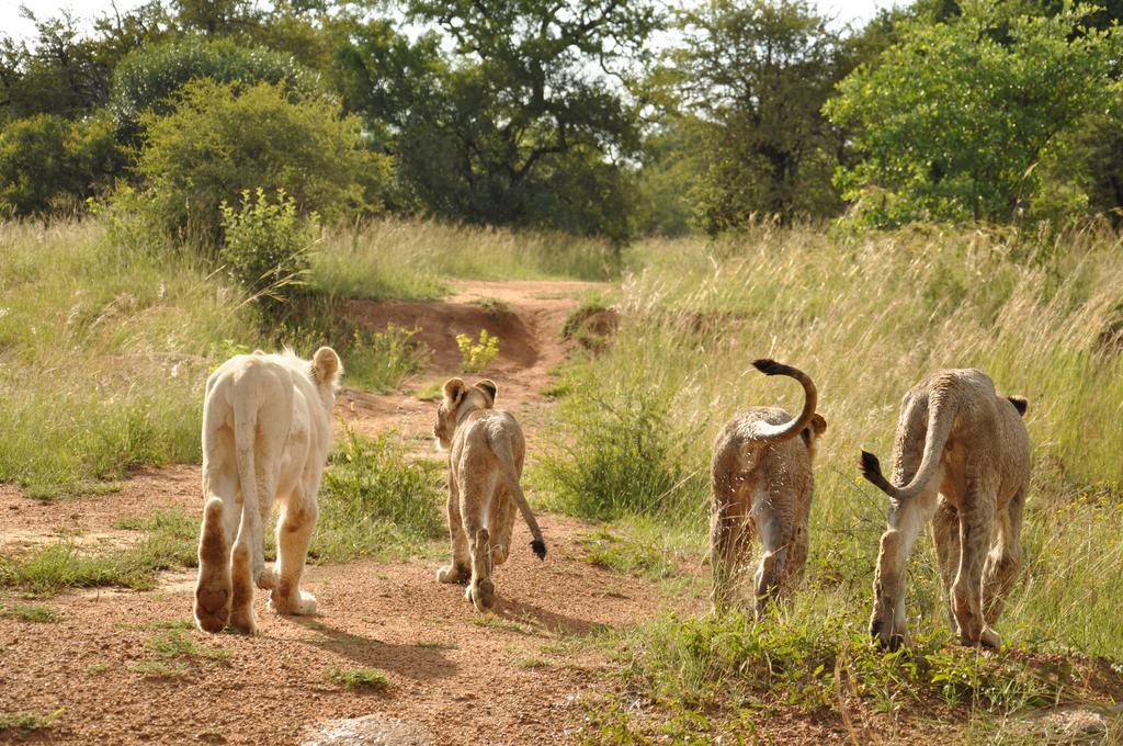 Ukutula Lion Lodge Beestekraal  Esterno foto